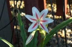 Image result for Crinum stuhlmannii