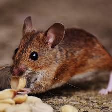 To my horror, i have just discovered some mouse droppings on my kitchen counter, and heard some noise behind my oven that i assume must be the as a leed accredited professional and longtime contributor to apartment therapy and the kitchn, her focus is on healthy, sustainable living through. The Best Kid Safe And Pet Friendly Mousetraps Dengarden