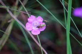 Image result for Scleria delicatula