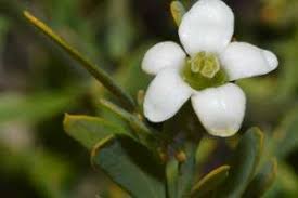 Image result for Montinia