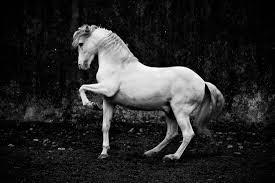 Black And White Horse Names Equestrian Photography Melis Yalvac Freedom In Black White Hastar