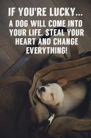 15 Inspirational Quotes All Dog Lovers Should Know Page 2 Of 4 Dog Quotes Dogs Dog Love