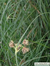 Image result for Bolboschoenus glaucus