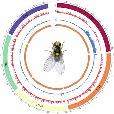 Image result for Meiosperma debile