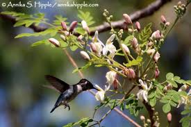 There are more than 340 species of hummingbirds. The Smallest Bird In The World Annika S Hipple