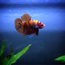 Pobierz to zdjęcie nemo betta fish siamese fighting fish betta halfmoon isolated on black background teraz. My Nemo Koi Betta Fish From Coastgemusa Bettafish