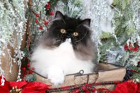Black And White Persian Cat Black White Kittens White Persian Kittens Persian Kittens White Kittens