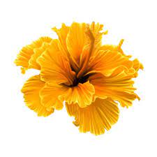 Tropical Sunrise 29 Png Found On Polyvore Flowers Flower Art Vintage Flowers