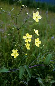 Image result for Sphedamnocarpus pruriens