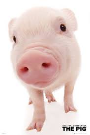 Mahalo Com Cute Pigs Pig Cute Piggies