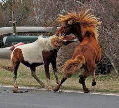 Safety Tips For Viewing The Wild Horses Assateague Island National Seashore U S National Park Service