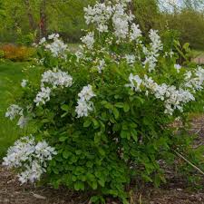 Image result for Exochorda