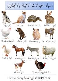 اسماء الحيوانات بالانجليزي بالصور Animals In English Animals Dogs Cats