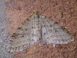 Image result for Trichopteryx