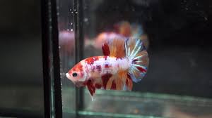 My parent stock giant galaxy koi betta and nemo candy koi betta. Fancy Nemo Candy Koi Halfmoon Plakat Hmpk Male Betta Fish Youtube