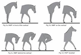 Stretch Your Horse Stretch Your Horse Blog