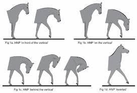 stretch your horse stretch your horse blog