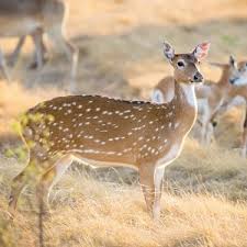 They also appear in other related business categories including meat markets, meat processing, and grocery stores. Axis Deer Meat Buy Axis Deer Meat Axis Deer Meat For Sale Axis Deer Meat Price Axis Deer Meat Nutrition Axis Deer Meat From Exotic Meat Market Axis Deer Meat Near Me
