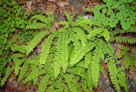 Image result for Adiantum