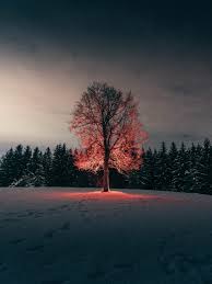 4.9 out of 5 stars. 20 Tree Pictures Images Hd Download Free Photos On Unsplash