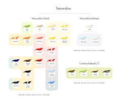 Taiwan Bee Color Genetic Chart Nano Aquarium Freshwater Aquarium Shrimp Freshwater Aquarium