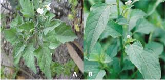 Image result for Celosia trigyna