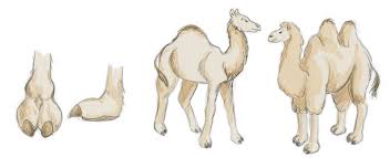 Verschiedene anpassungen, wie die fähigkeit, mehr als 30% seines. Dezember Durch Die Wuste Leoni Pfeiffer