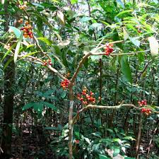 Image result for Millettia stuhlmannii