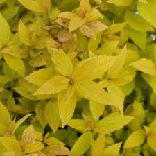The first method, commonly used for many perennials, is to dig up the entire plant, split the root ball down the middle and replant both sections as individual plants. Goldmound Spirea Nature Hills Nursery