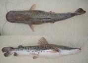 Pseudoplatystoma corruscans, Spotted sorubim : fisheries ...