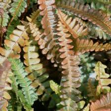 Image result for Blechnum tabulare