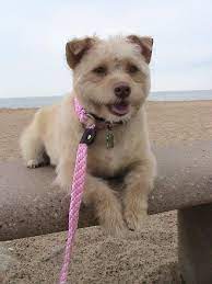 Adopt Lena Read Bio Fostered In Ct On Petfinder Funny Cats And Dogs Pets Poodle Mix