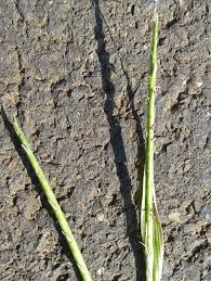 Image result for Rottboellia