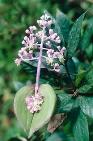 Image result for Commelinaceae