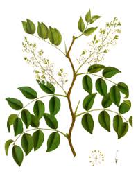 Image result for Copaifera