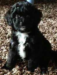 Cutest aussiedoodle puppies, reputable aussie doodle breeders raising mini standard or toy size, tri color blue and red merle. Mini Aussiedoodle Puppy Tibetaanse Terrier Honden Terrier