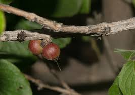 Image result for Feretia