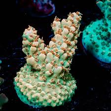 Image result for Acrotome hispida