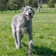 See full list on petguide.com Irish Wolfhound Puppy Growth Chart Weight Calculator