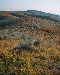 Check spelling or type a new query. Super Bloom 2019 In Antelope Valley California Usa Madeline Lu