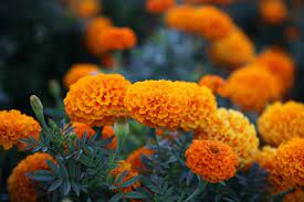 Maybe you would like to learn more about one of these? Low Maintenace Flowers To Plant In Chandler Az Creme De La Creme