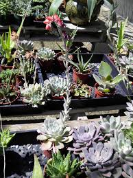 8423 n loop dr (9,714.55 km) 79907 el paso, tx, us. Desert Cactus Nursery El Paso Tx The Ethnobotanical Garden Shroomery Message Board