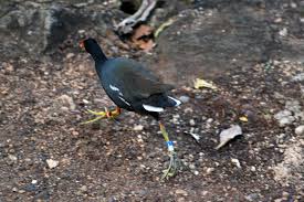 HawaiianMoorhen07