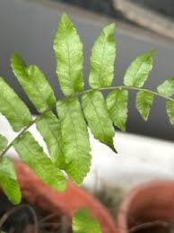 Image result for Ampelopteris