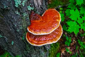 Image result for Ganoderma tsugae