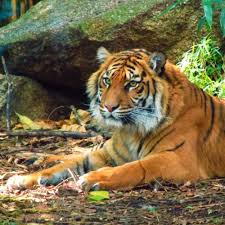 Zoos are about more than exotic animals — they're doing their part to fund and initia. Tigers Quiz Trivia Questions And Answers Free Online Printable Quiz Without Registration Download Pdf Multiple Choice Questions Mcq