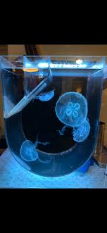 Moon jellyfish tend to live alone but water currents and wind may tend to steer them in groups called blooms. Jellyfish Tank