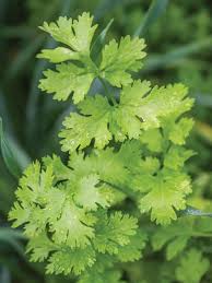 Image result for Chlorophytum amplexicaule