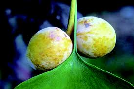 There is no simple answer for this, other than to say that there is a will to live. How Many Years Do Ginkgo Trees Bloom And Bear Fruit The Plant Aide