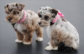 Get a boxer, husky, german we have awesome little miniature schnauzer puppies looking for their forever homes. Miniature Schnauzer Puppies 400 Colorado 2021 At Puppies Api Ufc Com